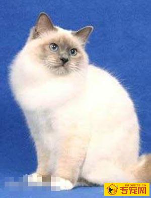 巴厘猫的寿命 平均寿命在10年左右