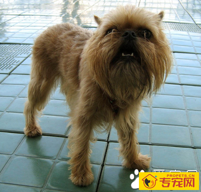 布鲁塞尔粗毛猎犬的性格 是敏感的“小顽童”