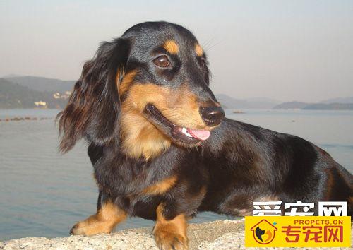 腊肠犬的智商 智商排序是在第49位