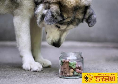 阿拉斯加雪橇犬多高 标准应具备的黄金体型