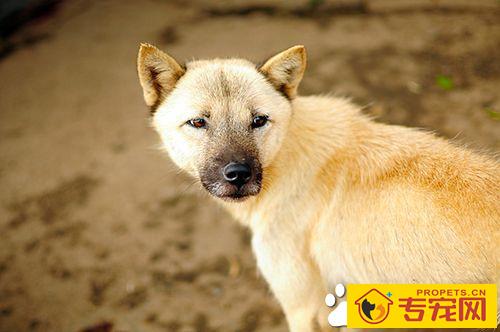 狗狗不同季节如何正确管理 狗一年四季管理汇总