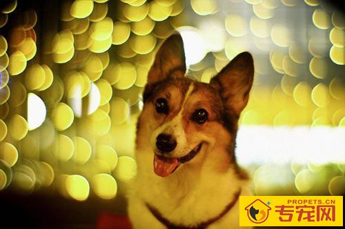 柯基那些事儿:柯基排便一直很松,柯基拉了好长时间的软便 柯基那些事儿:柯基排便一直很松,柯基拉了好长时间的软便