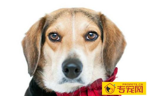 【宠物的保养小窍门】狗狗拉稀忌食禁水多长时间，狗狗腹泻禁水要多长时间