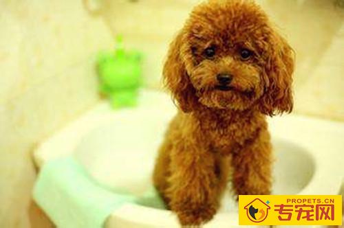 【养宠物经验分享】小泰迪少了一小片毛,小泰迪没了一片毛该怎么办 【养宠物经验分享】小泰迪少了一小片毛,小泰迪没了一片毛该怎么办