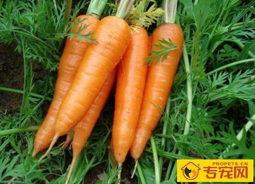 【养宠物经验分享】小泰迪少了一小片毛,小泰迪没了一片毛该怎么办 【养宠物经验分享】小泰迪少了一小片毛,小泰迪没了一片毛该怎么办