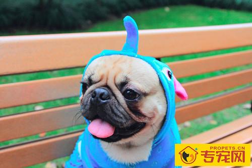 【养宠物经验分享】巴哥犬前额脱毛是怎么回事,巴哥犬头顶部分脱毛 【养宠物经验分享】巴哥犬前额脱毛是怎么回事,巴哥犬头顶部分脱毛