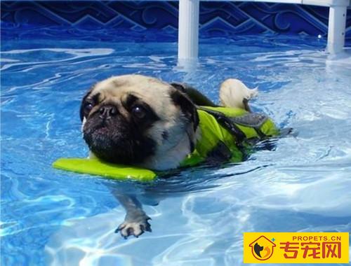 【养宠物经验分享】巴哥犬前额脱毛是怎么回事,巴哥犬头顶部分脱毛 【养宠物经验分享】巴哥犬前额脱毛是怎么回事,巴哥犬头顶部分脱毛