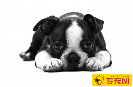 法斗感冒主要症状,法斗感冒前期吃啥快好 法斗感冒主要症状,法斗感冒前期吃啥快好