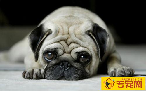 【养宠物经验分享】巴哥犬前额脱毛是怎么回事,巴哥犬头顶部分脱毛 【养宠物经验分享】巴哥犬前额脱毛是怎么回事,巴哥犬头顶部分脱毛