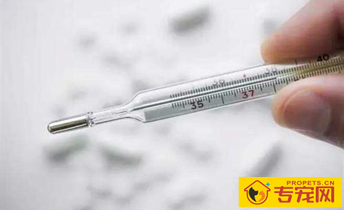 法斗感冒主要症状,法斗感冒前期吃啥快好 法斗感冒主要症状,法斗感冒前期吃啥快好