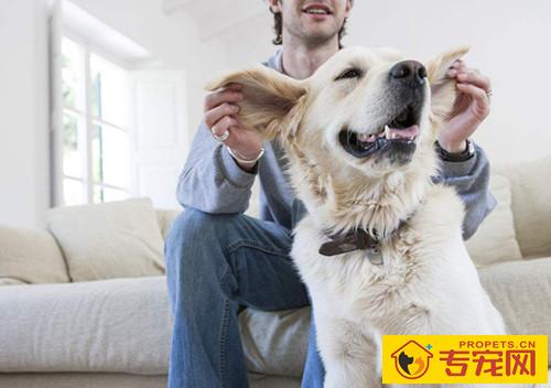 【养宠物心得分享】狗狗耳螨如何完全医治,狗耳螨如何治疗才不发作 【养宠物心得分享】狗狗耳螨如何完全医治,狗耳螨如何治疗才不发作