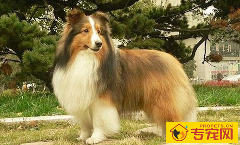 喜乐蒂毛发干枯该怎么办，喜乐蒂毛发没光泽度