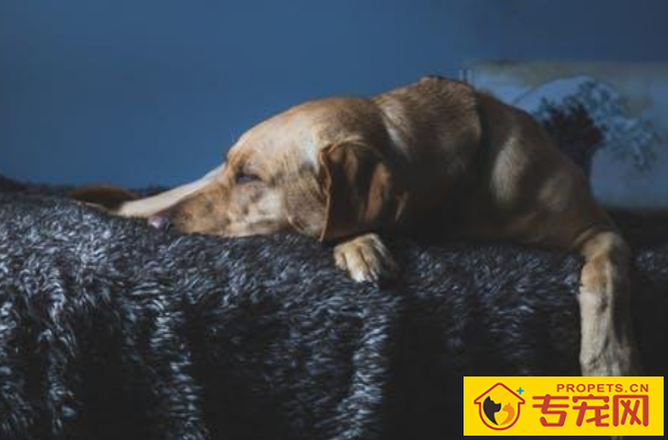 假如小狗恶心呕吐拉肚子怎么办?防止比紧急也要关键! 记牢了! 假如小狗恶心呕吐拉肚子怎么办?防止比紧急也要关键! 记牢了!