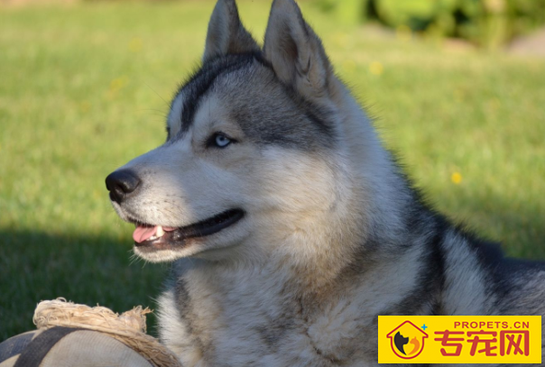 假如小狗恶心呕吐拉肚子怎么办?防止比紧急也要关键! 记牢了! 假如小狗恶心呕吐拉肚子怎么办?防止比紧急也要关键! 记牢了!