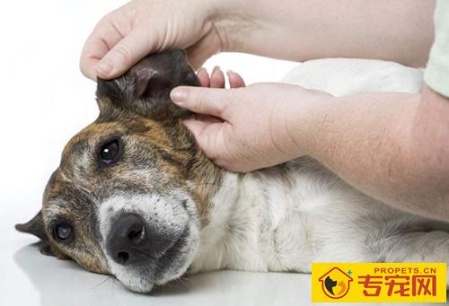 【养宠物心得分享】狗狗耳螨如何完全医治,狗耳螨如何治疗才不发作 【养宠物心得分享】狗狗耳螨如何完全医治,狗耳螨如何治疗才不发作
