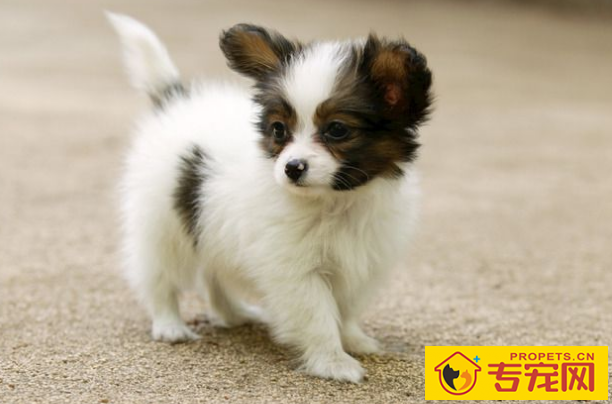 假如小狗恶心呕吐拉肚子怎么办?防止比紧急也要关键! 记牢了! 假如小狗恶心呕吐拉肚子怎么办?防止比紧急也要关键! 记牢了!