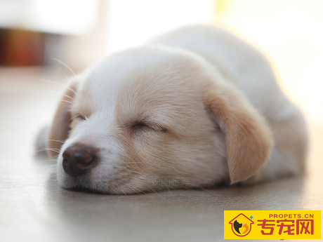 狗狗一天睡几小时 分为浅睡和熟睡