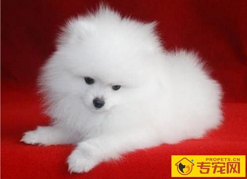 博美的性格 选狗最好是和自己性格适合的