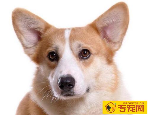 【养宠物心得分享】柯基耳朵里面为何那麼臭是否有耳螨了