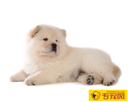 松狮泪痕如何清除，松狮幼犬泪痕会消退吗