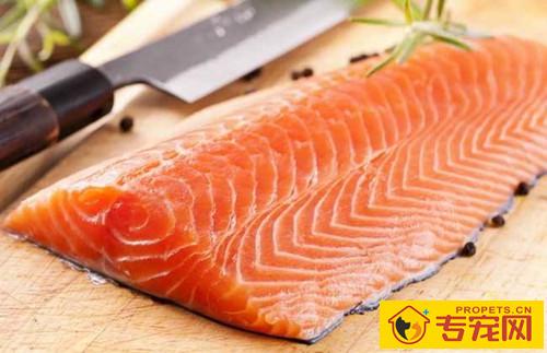 【养宠物心得分享】柯基耳朵里面为何那麼臭是否有耳螨了