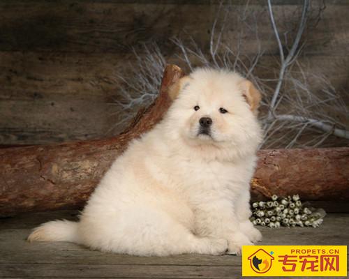 松狮泪痕如何清除，松狮幼犬泪痕会消退吗