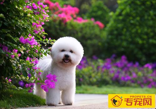 比熊耳朵便便如何解决，比熊耳朵臭如何一会事