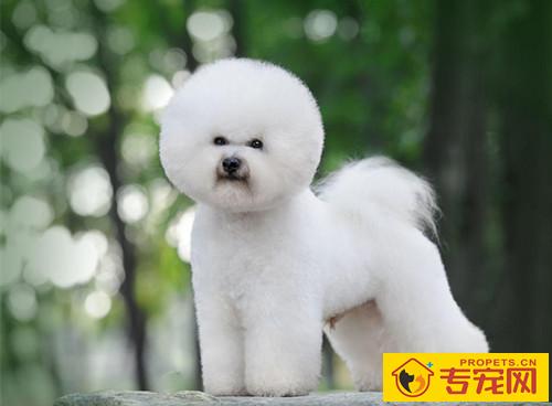 比熊耳朵便便如何解决，比熊耳朵臭如何一会事