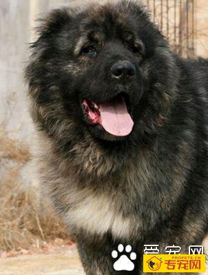 高加索犬智商 曾作为巡逻犬守护边境