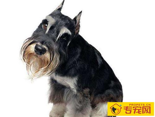 【本人养宠物心得分享】雪纳瑞眼睛有红血丝是啥难题