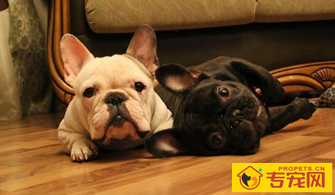 狗狗拉稀不喝水该怎么办,狗狗拉稀不想要喝水 狗狗拉稀不喝水该怎么办,狗狗拉稀不想要喝水