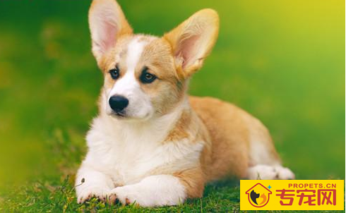 柯基拉稀忌食一晚，柯基拉稀停食有什么用