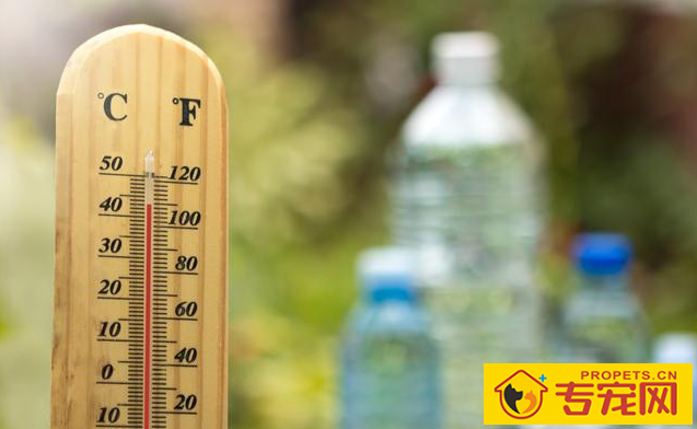 “知了声声叫着夏季”,又是一年夏季到,狗狗们应当怎样度暑? “知了声声叫着夏季”,又是一年夏季到,狗狗们应当怎样度暑?