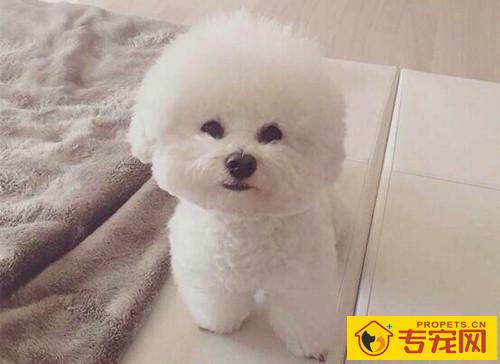 养宠物心得分享:比熊耳朵里面里有糊状的东西,比熊耳朵里面里发粘异味重 养宠物心得分享:比熊耳朵里面里有糊状的东西,比熊耳朵里面里发粘异味重