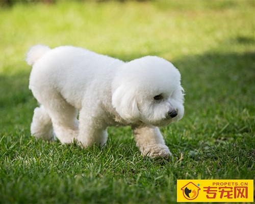 比熊耳朵发出臭味是什么原因，比熊耳螨如何清除