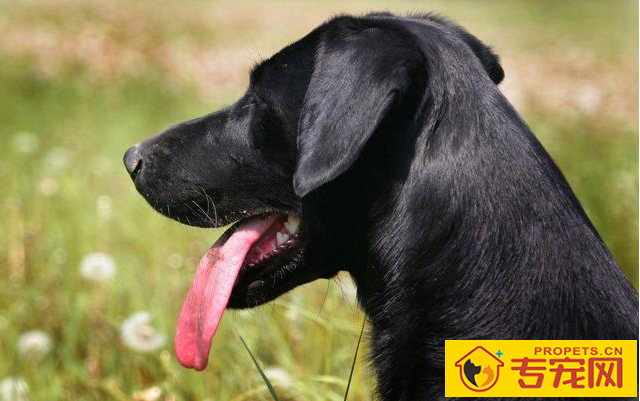 “知了声声叫着夏季”,又是一年夏季到,狗狗们应当怎样度暑? “知了声声叫着夏季”,又是一年夏季到,狗狗们应当怎样度暑?