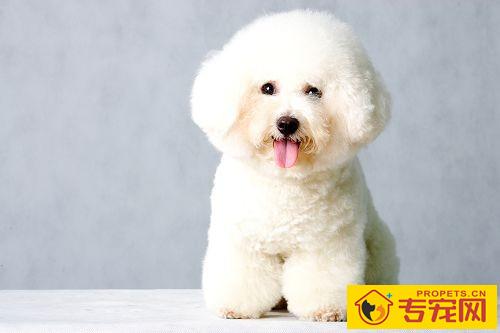 比熊耳朵发出臭味是什么原因，比熊耳螨如何清除