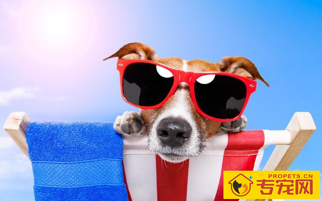 “知了声声叫着夏季”,又是一年夏季到,狗狗们应当怎样度暑? “知了声声叫着夏季”,又是一年夏季到,狗狗们应当怎样度暑?