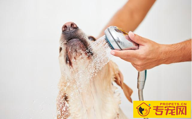 “知了声声叫着夏季”,又是一年夏季到,狗狗们应当怎样度暑? “知了声声叫着夏季”,又是一年夏季到,狗狗们应当怎样度暑?