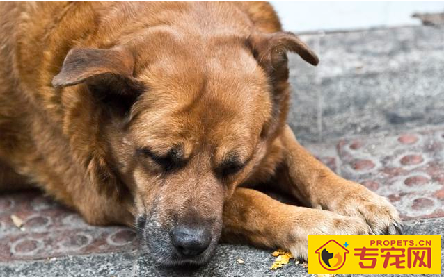 “知了声声叫着夏季”,又是一年夏季到,狗狗们应当怎样度暑? “知了声声叫着夏季”,又是一年夏季到,狗狗们应当怎样度暑?