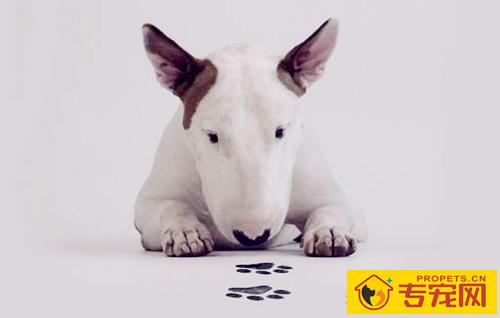 狗狗没驱虫会挑食吗,狗狗沒有驱虫挑食该怎么办 狗狗没驱虫会挑食吗,狗狗沒有驱虫挑食该怎么办