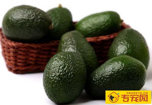 【养宠物心得分享】比熊非常容易掉毛吗，比熊吃啥对毛好