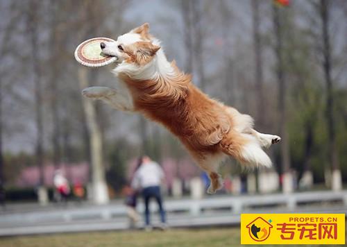 狗狗没驱虫会挑食吗,狗狗沒有驱虫挑食该怎么办 狗狗没驱虫会挑食吗,狗狗沒有驱虫挑食该怎么办