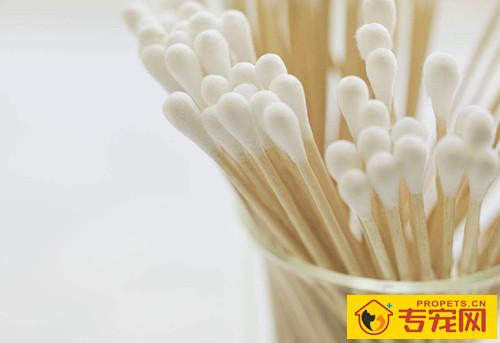 柯基耳螨不给碰该怎么办,柯基耳螨不给清除该怎么办 柯基耳螨不给碰该怎么办,柯基耳螨不给清除该怎么办