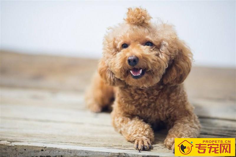 【本人养宠物心得分享】泰迪感冒如何测体温,泰迪感冒体温一切正常如何处理 【本人养宠物心得分享】泰迪感冒如何测体温,泰迪感冒体温一切正常如何处理