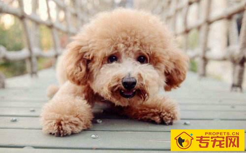 【本人养宠物心得分享】泰迪感冒如何测体温,泰迪感冒体温一切正常如何处理 【本人养宠物心得分享】泰迪感冒如何测体温,泰迪感冒体温一切正常如何处理