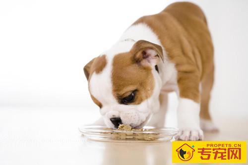 英牛拉稀好几日了,英国斗牛犬拉肚子好几日了 英牛拉稀好几日了,英国斗牛犬拉肚子好几日了