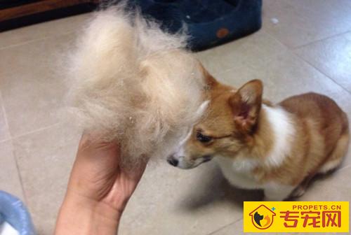 狗狗美毛的食物有什么，什么食物能够给狗狗美毛