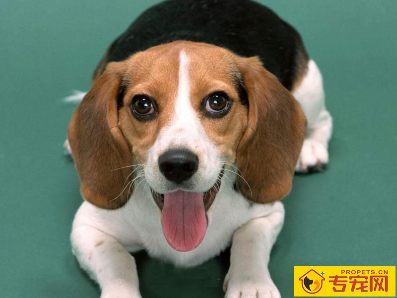 养宠小趣闻：狗狗关节炎摸它会痛吗，狗狗关节炎一抱就叫