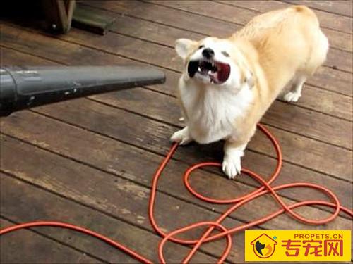 狗可用饮用水冼澡,狗狗用冷的饮用水冼澡可以吗 狗可用饮用水冼澡,狗狗用冷的饮用水冼澡可以吗